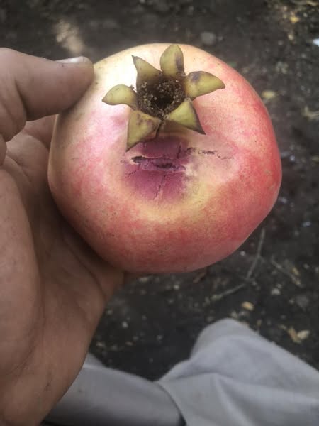 ممكن اعرف السبب وايه المبيد للمكافحه مع العلم ان الرمان هيدخل تبريد ف منتصف شهر عشره